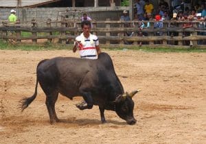 วัวชน